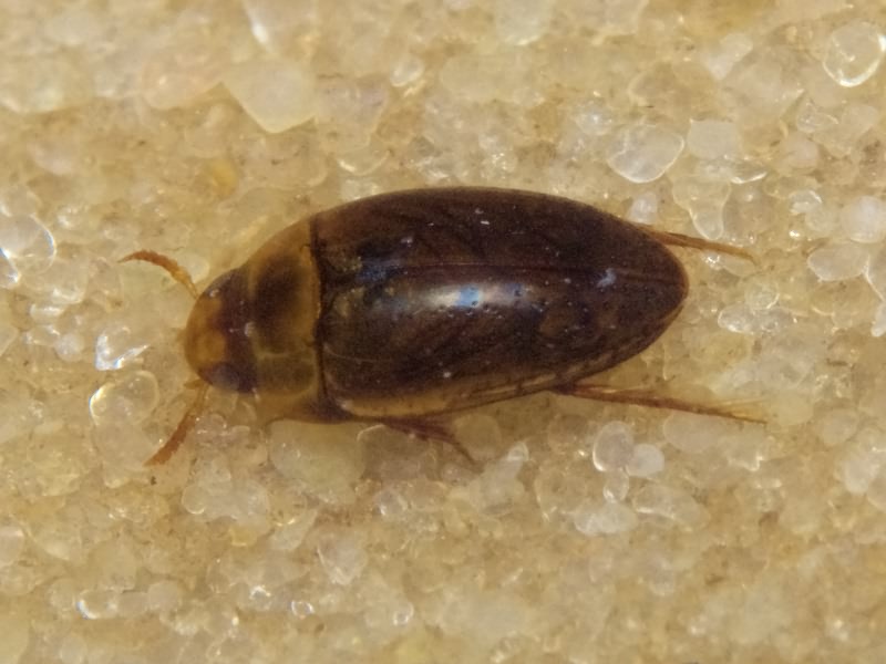 Noterus clavicornis (De Geer, 1774)